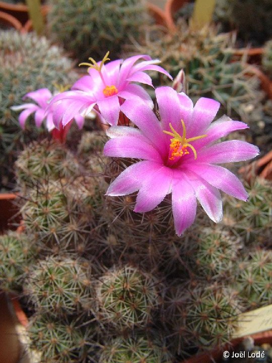 Mammillaria mazatlanensis v. occidentalis JLcoll.2874